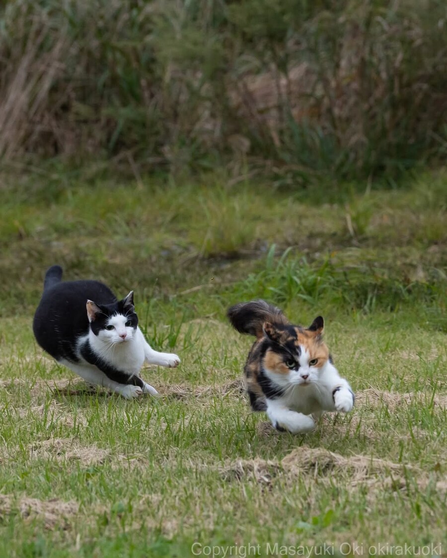 다이나믹한 냥짤..._1.jpg