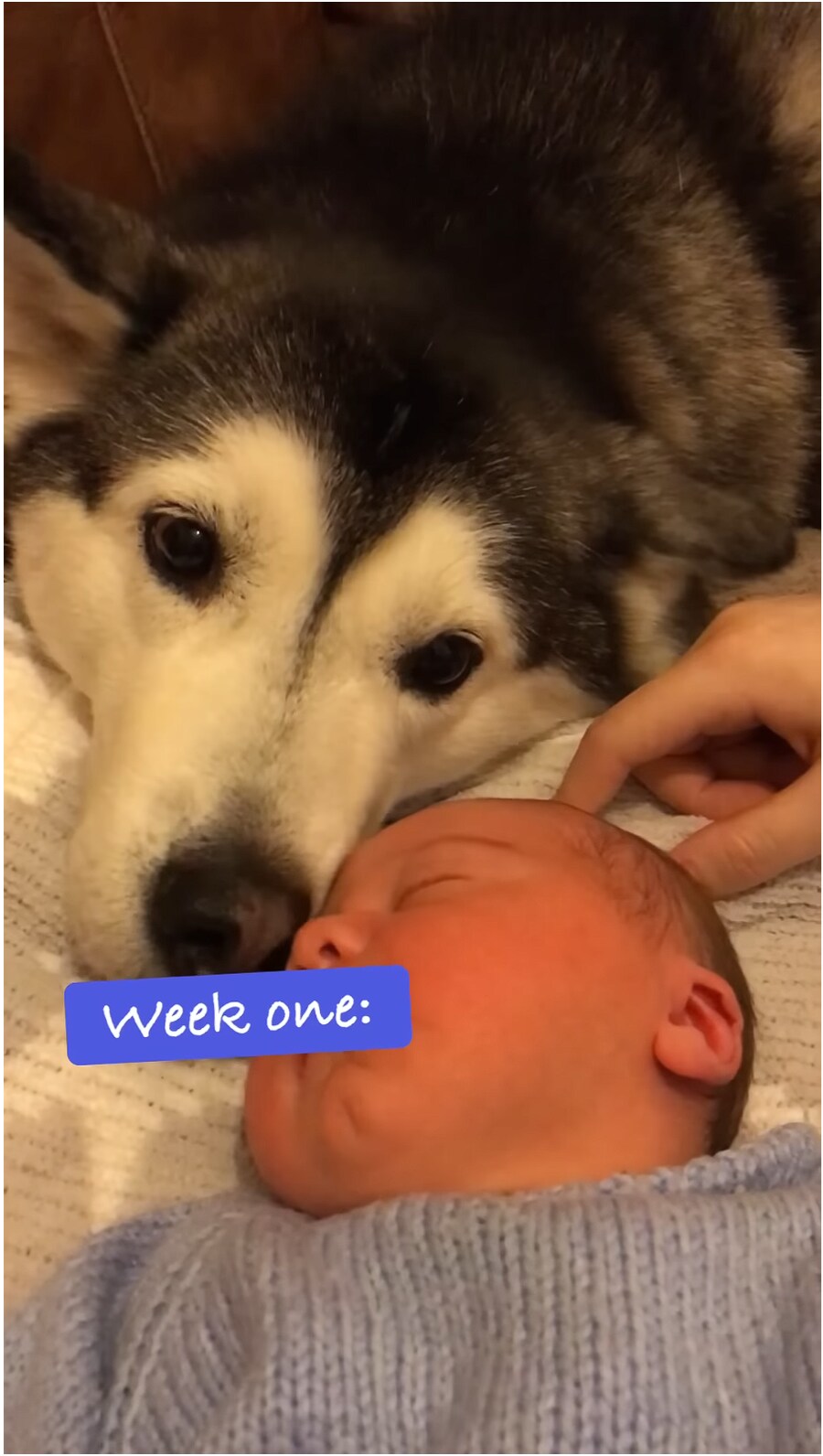 태어났을 때 부터 개와 평생 자라오고 있는 아이_2.png