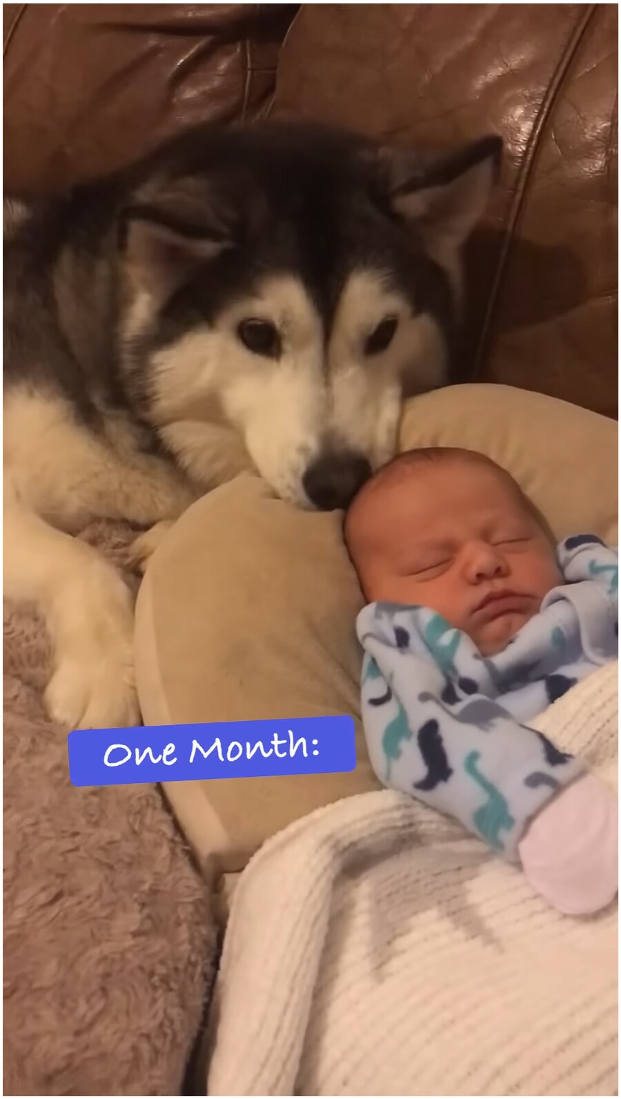 태어났을 때 부터 개와 평생 자라오고 있는 아이_3.png