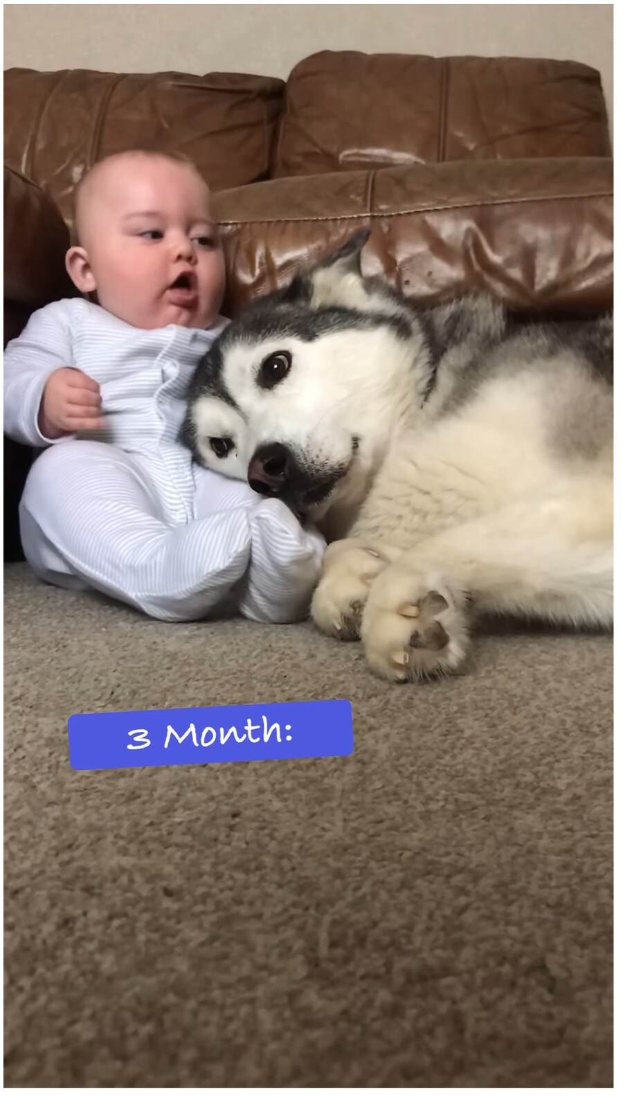 태어났을 때 부터 개와 평생 자라오고 있는 아이_4.png