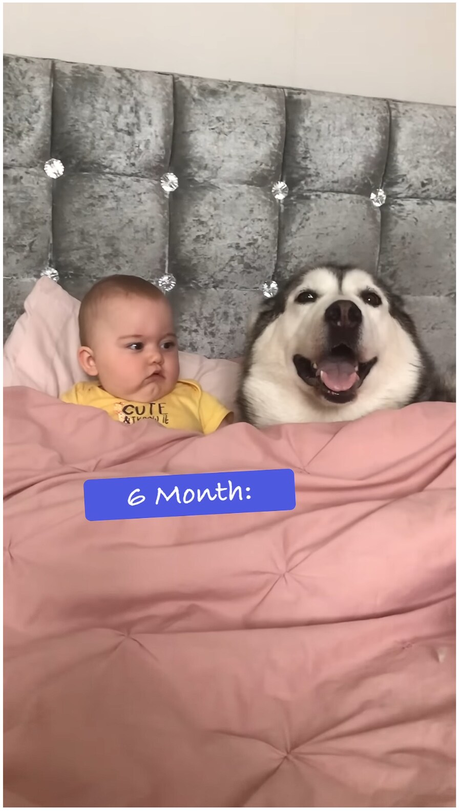 태어났을 때 부터 개와 평생 자라오고 있는 아이_6.png