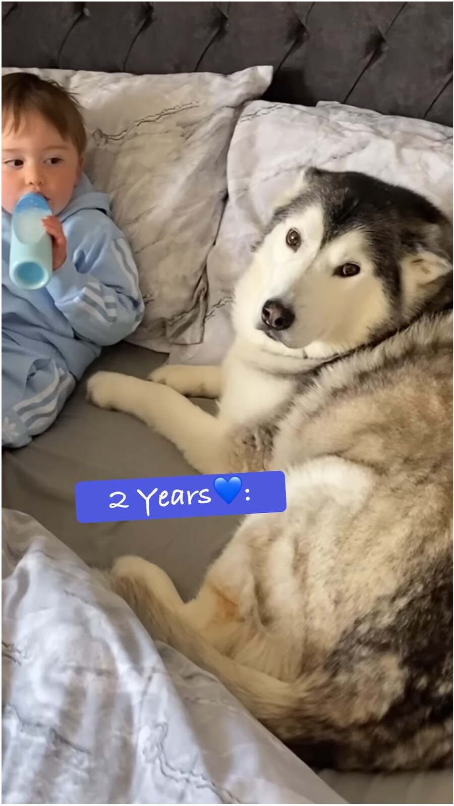 태어났을 때 부터 개와 평생 자라오고 있는 아이_9.png