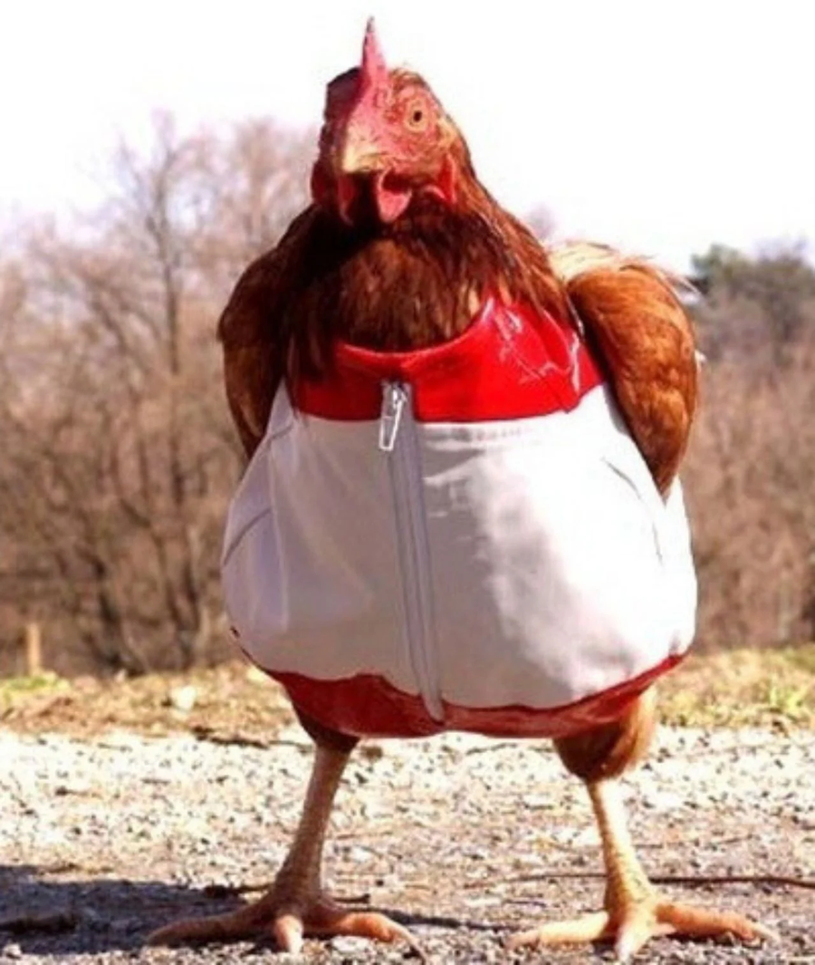 닭이 작은옷을 입으면?.jpe_1.webp