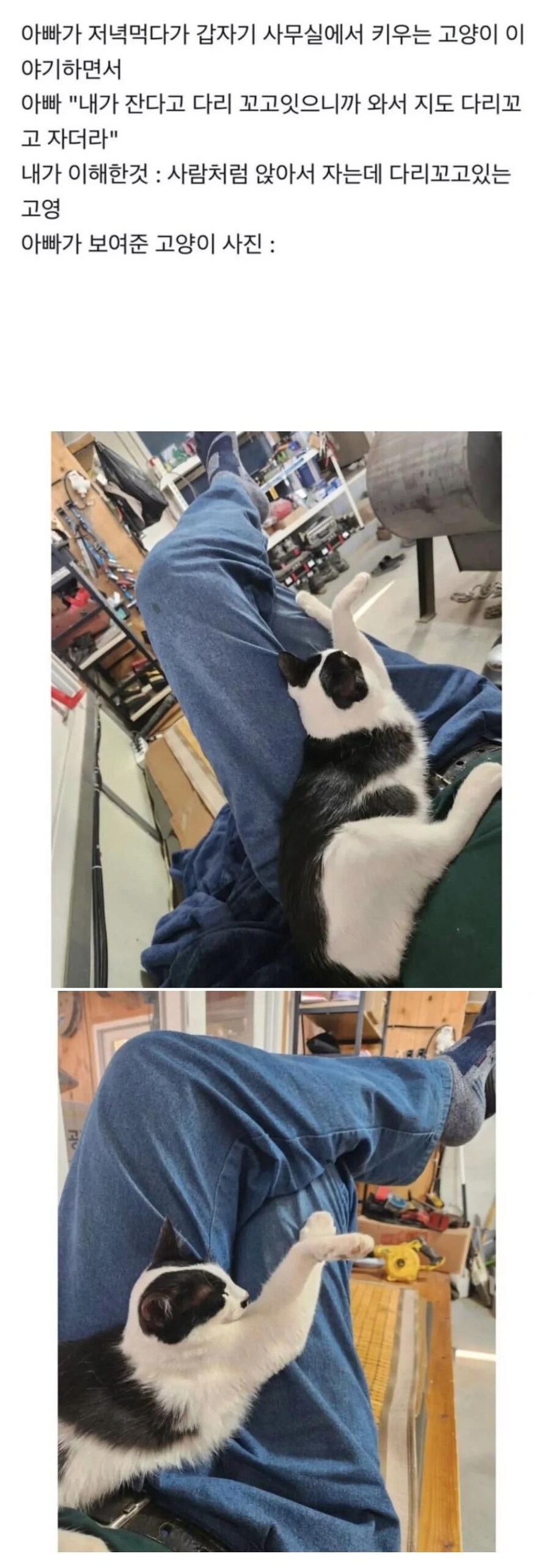 아빠처럼 다리꼬고있는 냐옹이_1.jpg