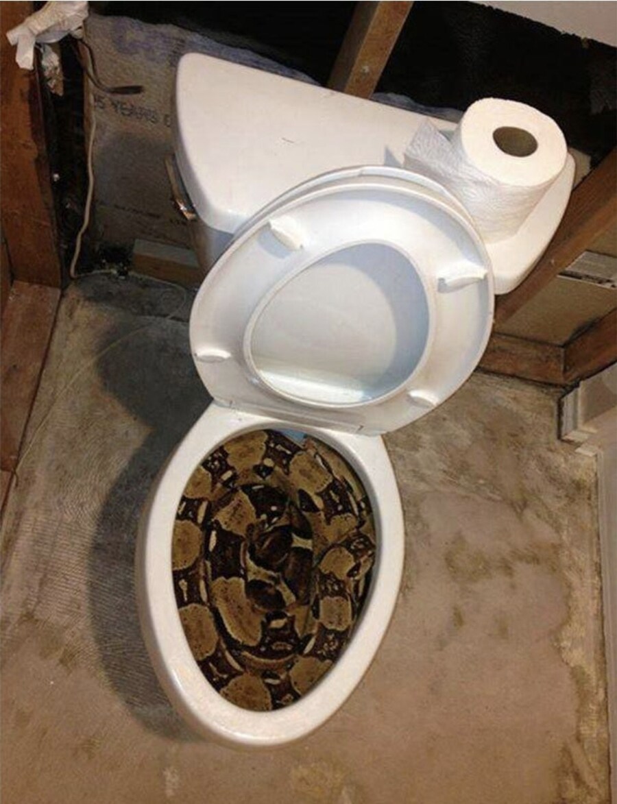 화장실 변기에 구렁이 같은 것을...jpg_1.jpg