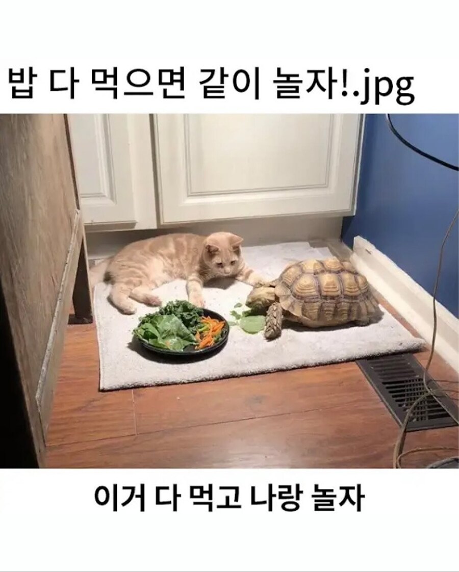밥 다 먹으면 나랑 놀자~~_1.jpg