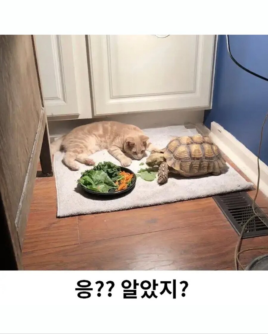밥 다 먹으면 나랑 놀자~~_2.jpg