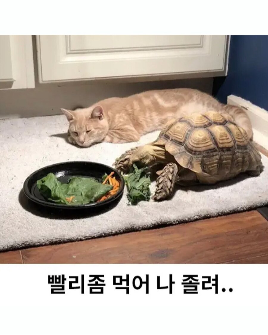 밥 다 먹으면 나랑 놀자~~_3.jpg