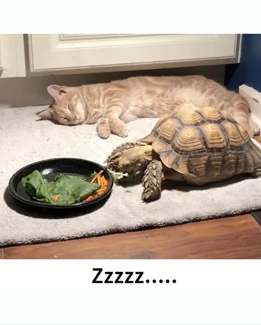 밥 다 먹으면 나랑 놀자~~_4.jpg