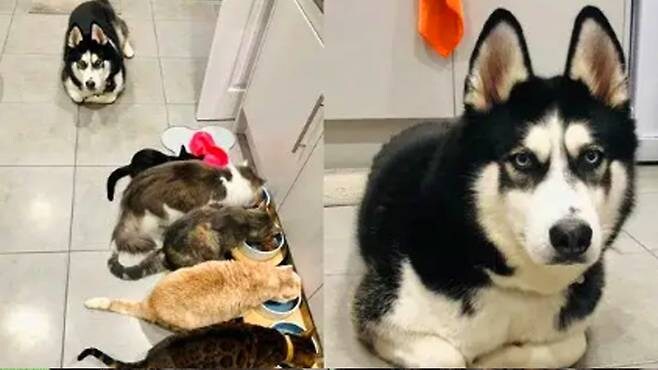 멍멍아 야옹 해봐~~~_1.jpg