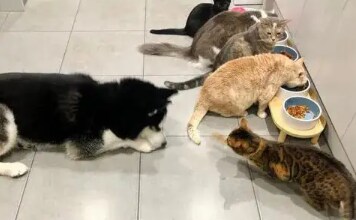 멍멍아 야옹 해봐~~~_2.png