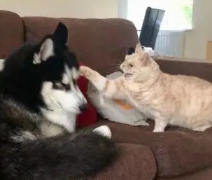 멍멍아 야옹 해봐~~~_3.png