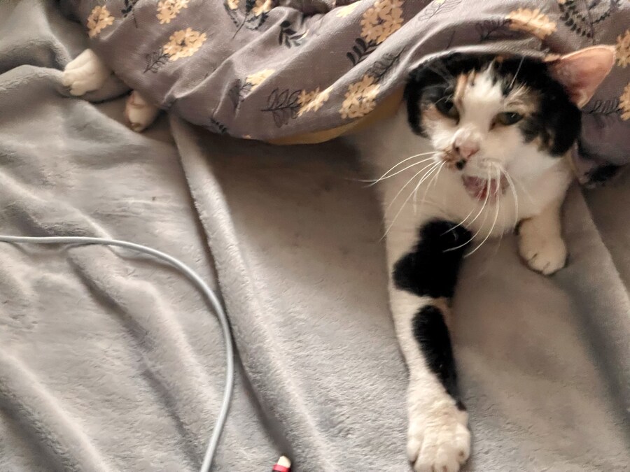 겨울철 고양이 특징_1.jpg