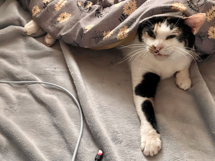 겨울철 고양이 특징_2.jpg