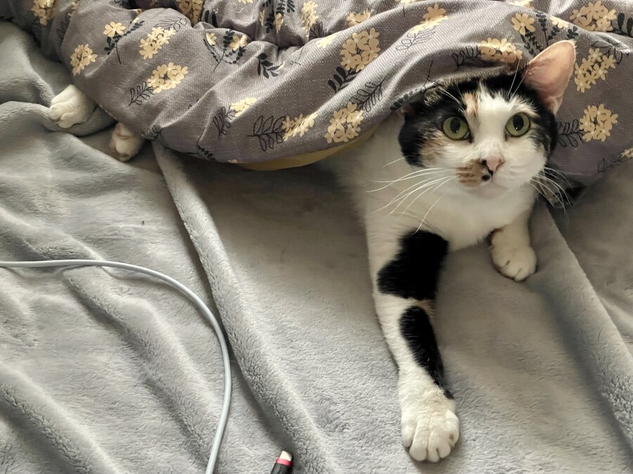 겨울철 고양이 특징_3.jpg