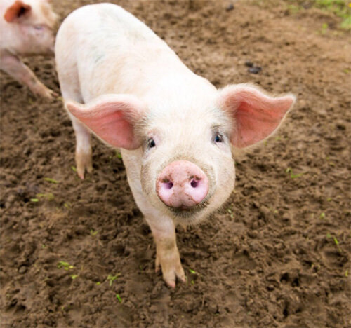 의외로 사람들이 잘 모르는 돼지의 위험성.jpg_1.jpg