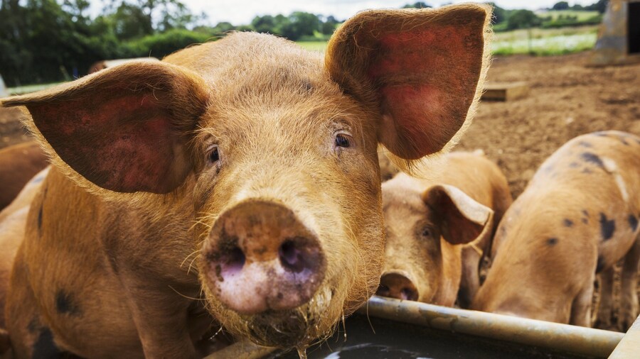 의외로 사람들이 잘 모르는 돼지의 위험성.jpg_3.jpg