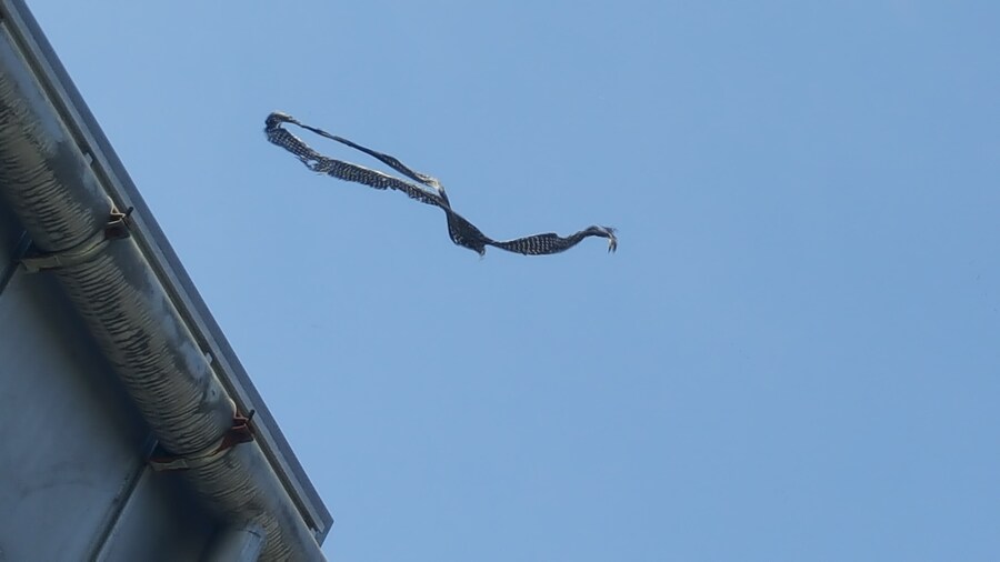 나 UFO 봤음!_10.jpg