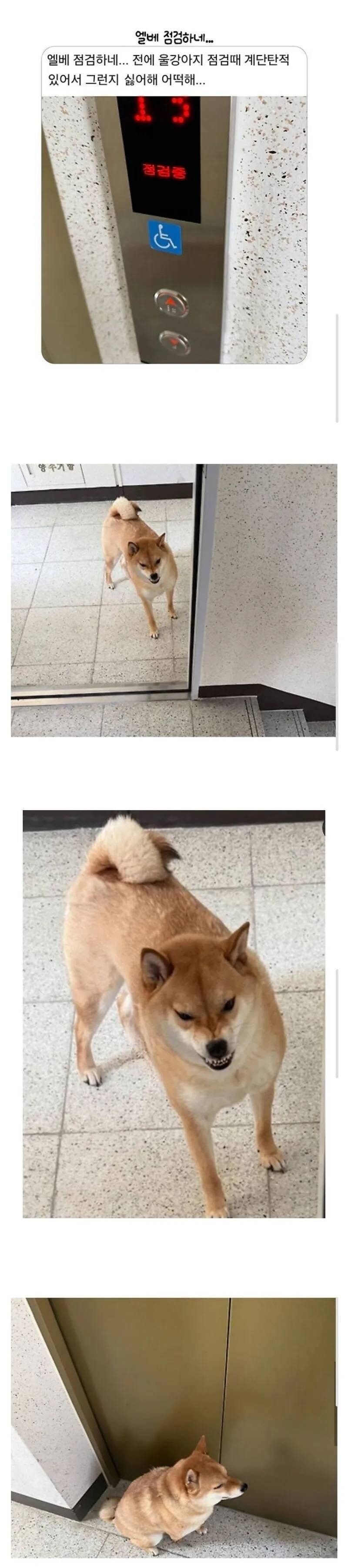 엘리베이터 고장났다 시바_1.jpg