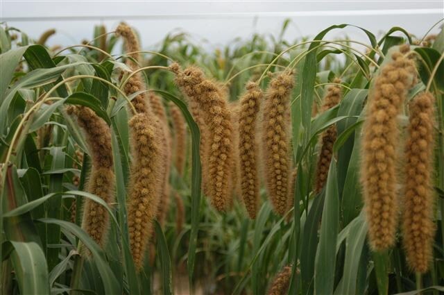 우리나라 기후에서는 쌀보다는 조, 피, 수수 같은게 더 잘자라긴함_1.jpg