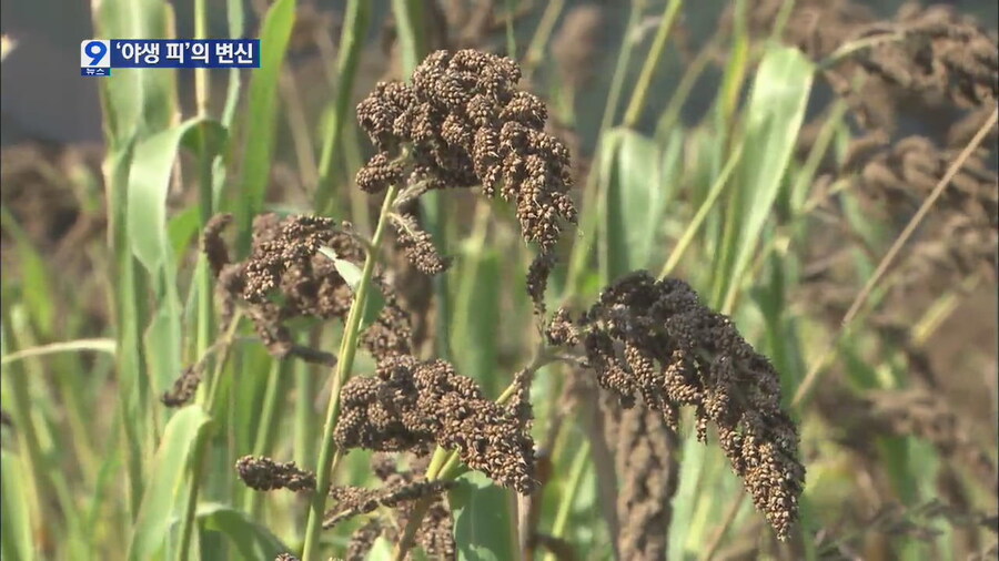 우리나라 기후에서는 쌀보다는 조, 피, 수수 같은게 더 잘자라긴함_2.jpg