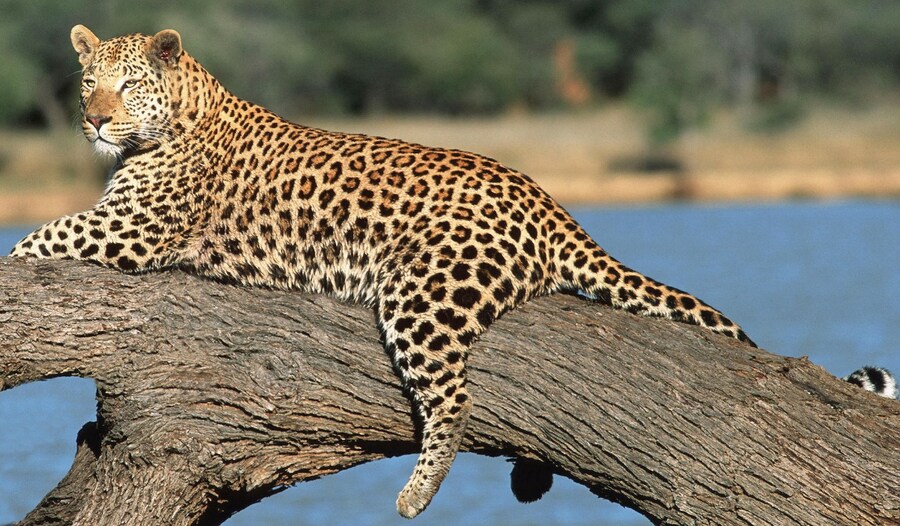 ㅗㅜㅑ 터질듯한 농염 허벅지_1.png