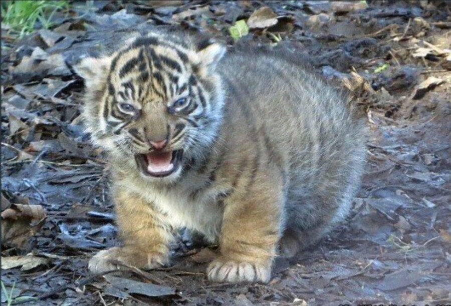 의외로 산에서 마주치면 위험한 거_3.jpg