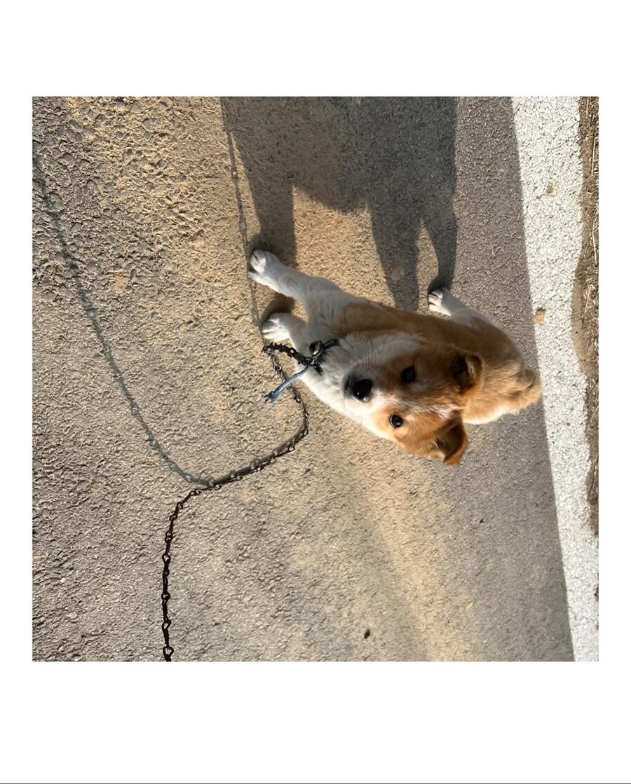 시고르자브종과의 산책_2.jpg