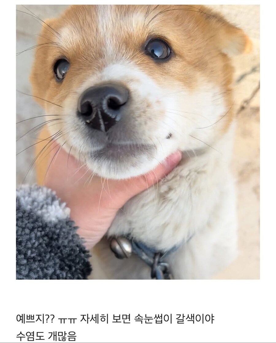 시고르자브종과의 산책_3.jpg