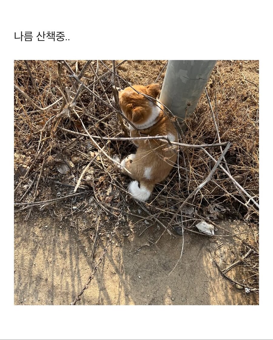 시고르자브종과의 산책_4.jpg