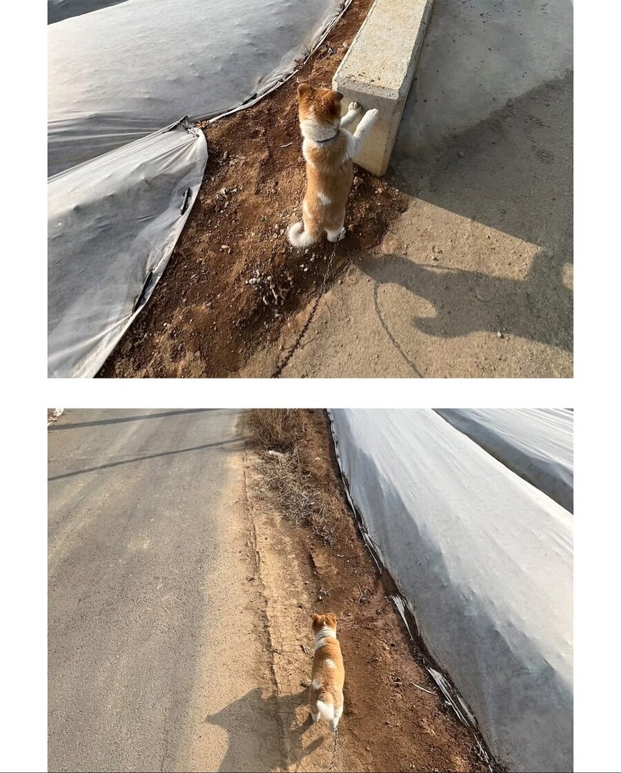 시고르자브종과의 산책_5.jpg