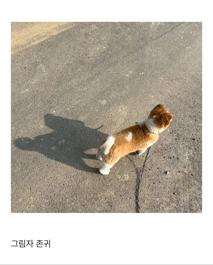 시고르자브종과의 산책_6.jpg