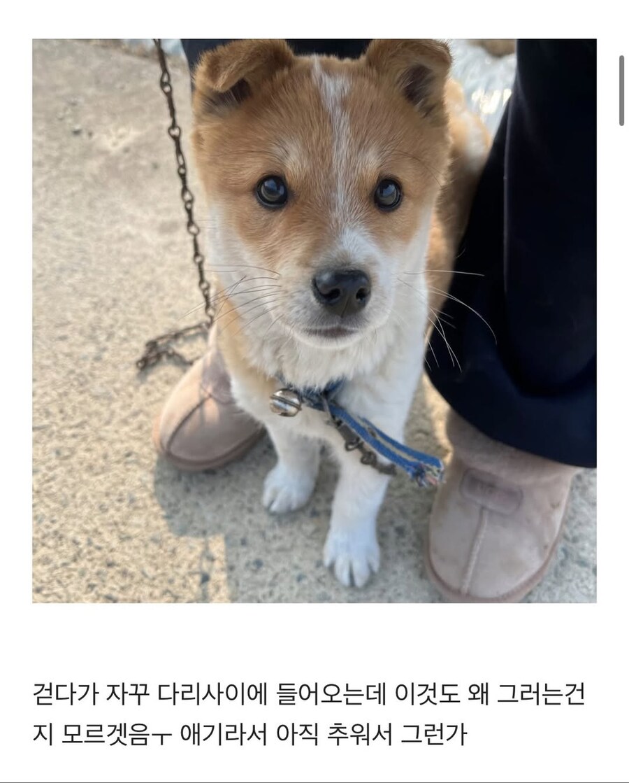 시고르자브종과의 산책_7.jpg