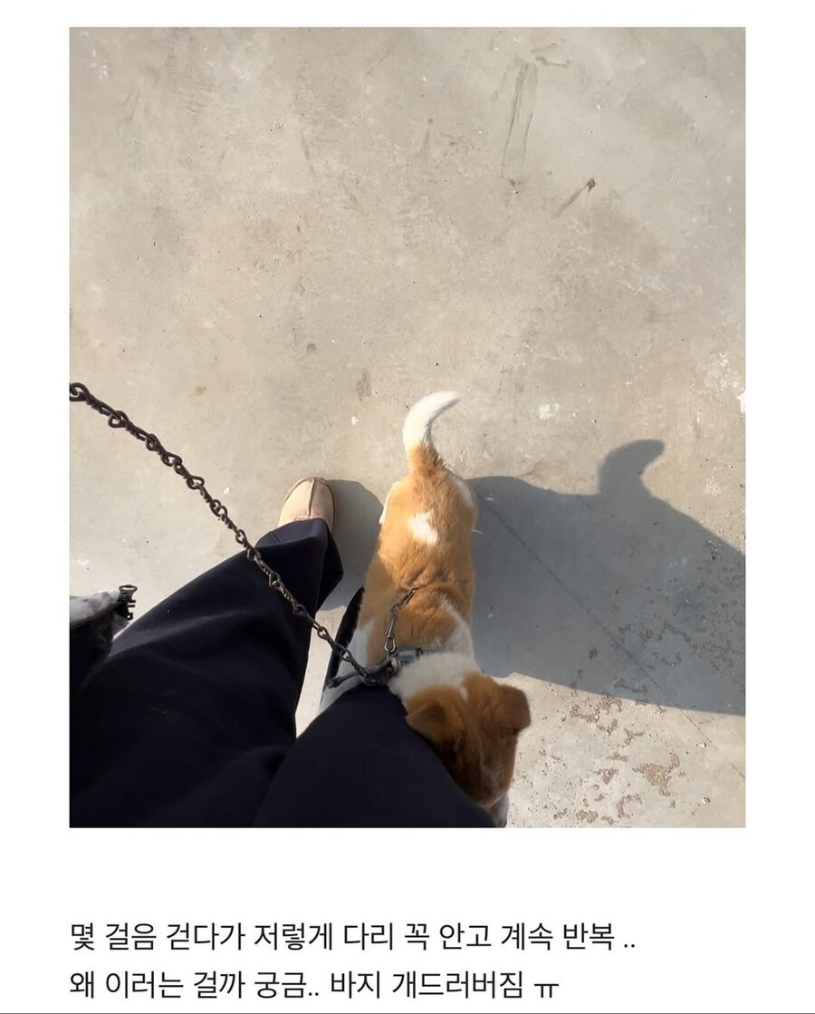시고르자브종과의 산책_9.jpg