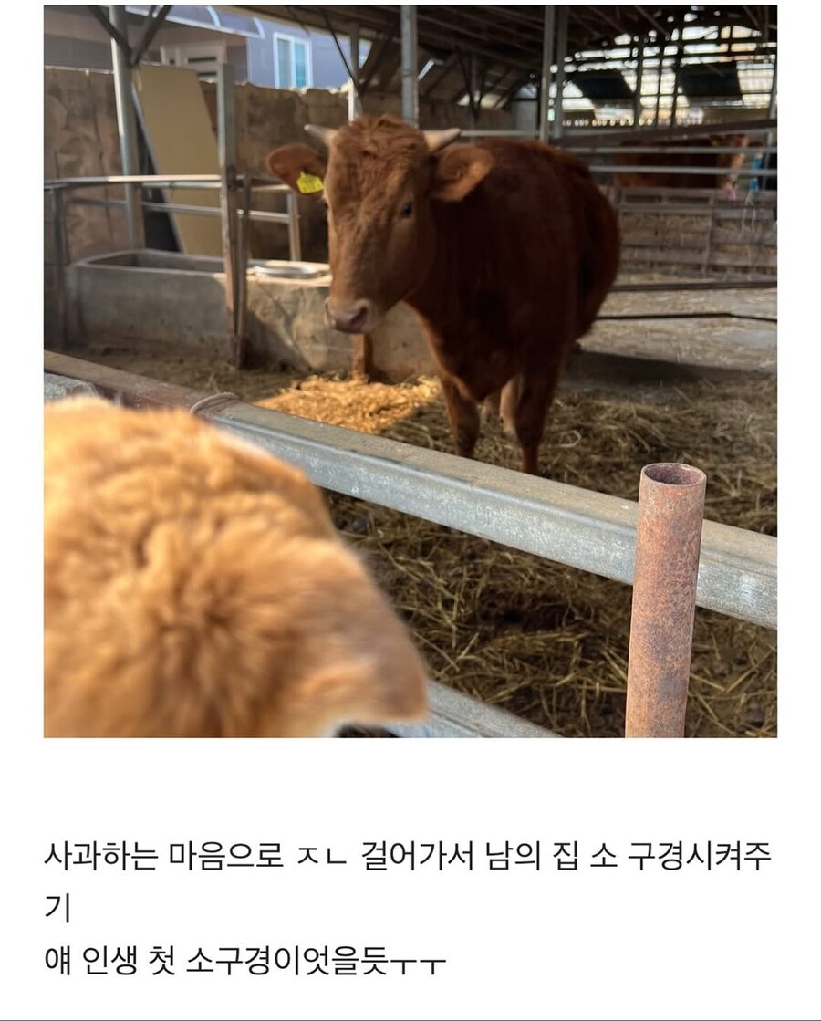 시고르자브종과의 산책_13.jpg
