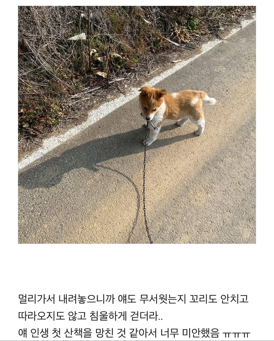 시고르자브종과의 산책_12.jpg