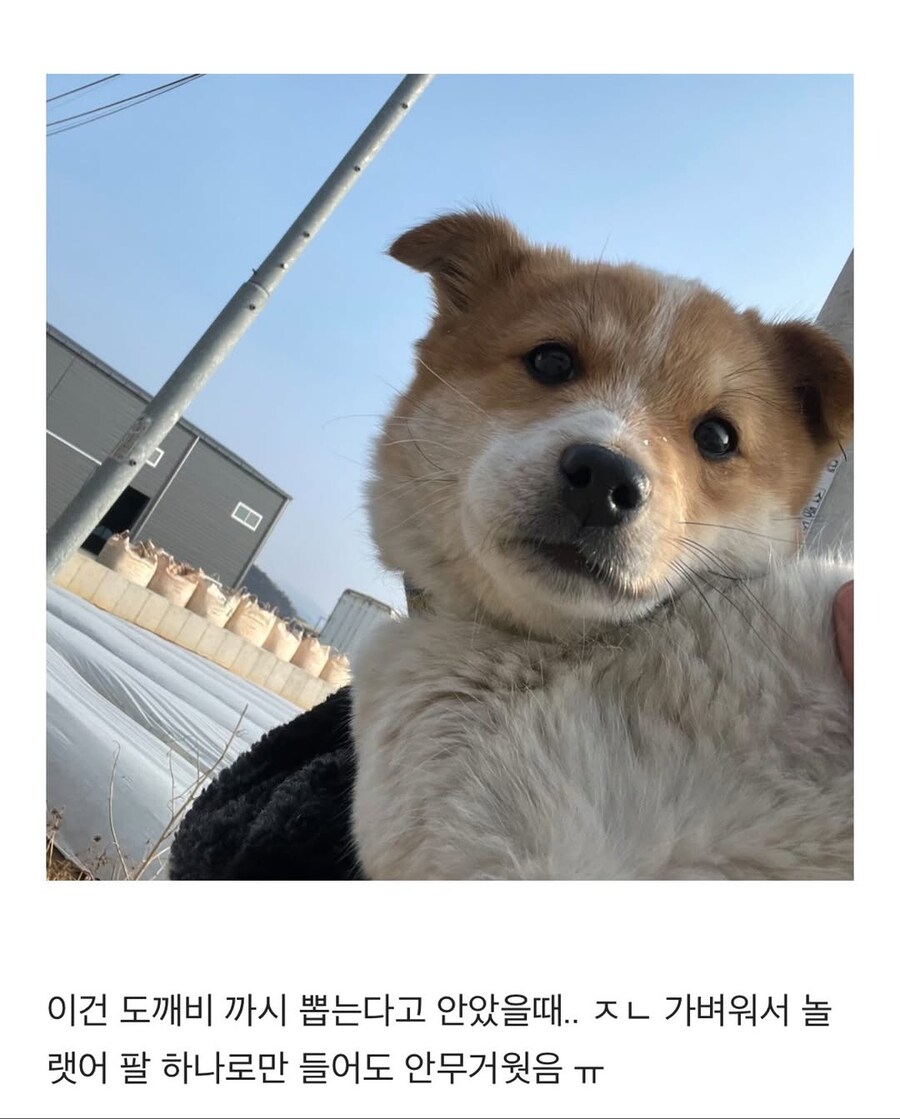 시고르자브종과의 산책_15.jpg