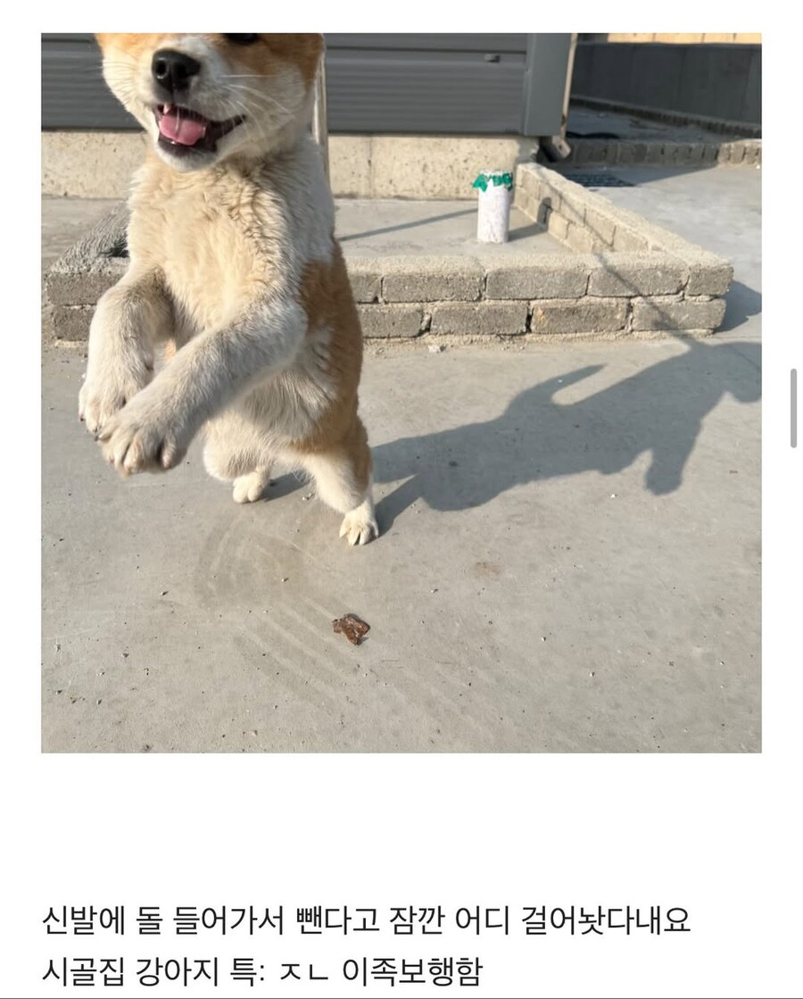 시고르자브종과의 산책_16.jpg