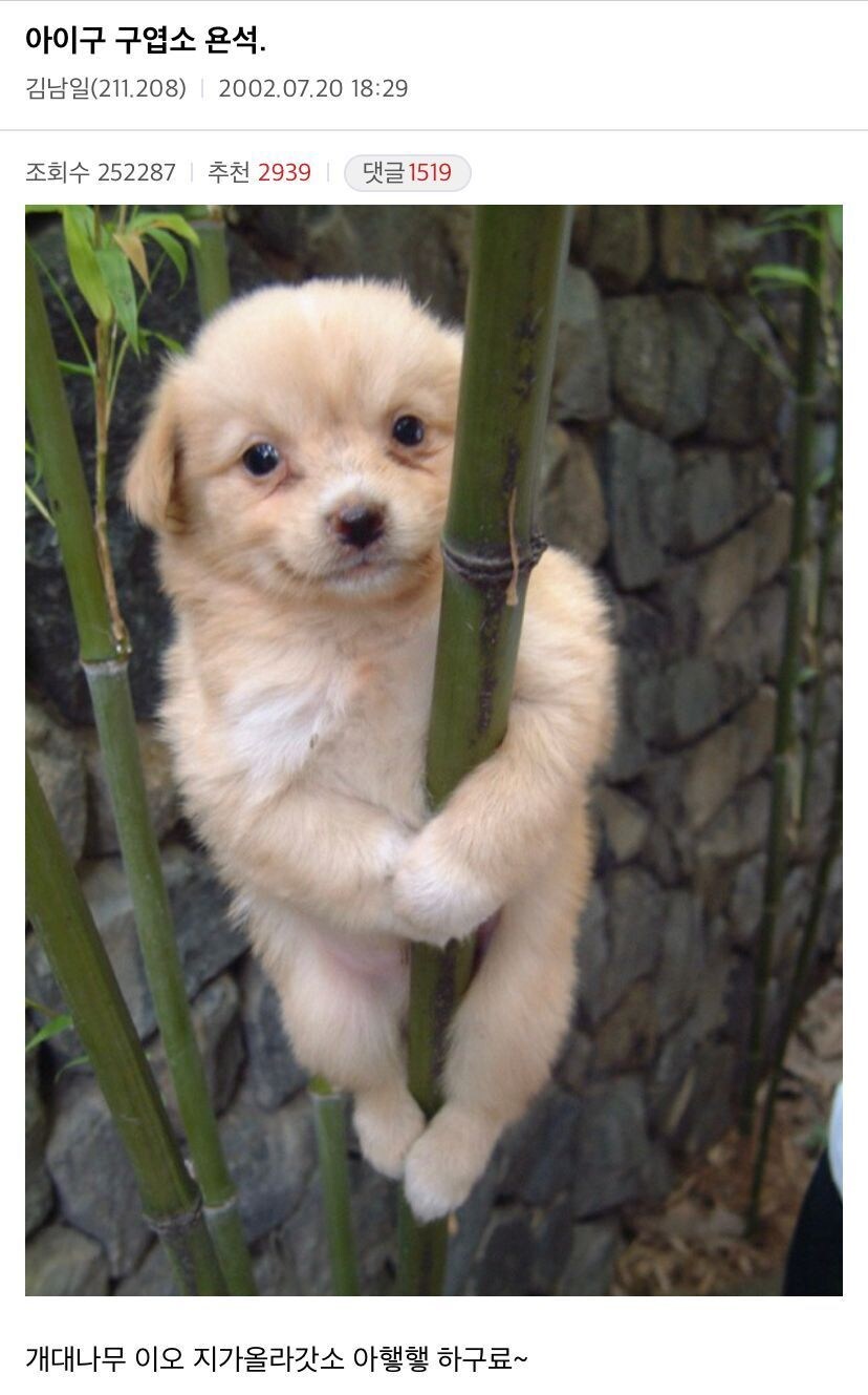 2002년 디씨 댓글.jpg_1.jpg