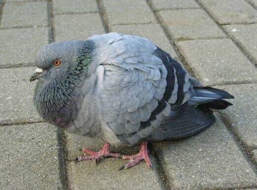 기원전 기준, 예루살렘에서 제물 바치던 유대인의 제물 등급._1.jpg