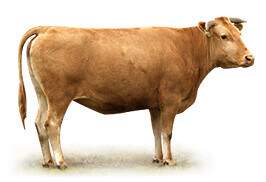 기원전 기준, 예루살렘에서 제물 바치던 유대인의 제물 등급._3.jpg