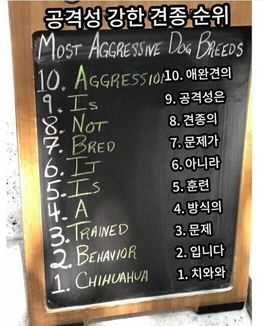 견종별 공격성 순위_1.jpg