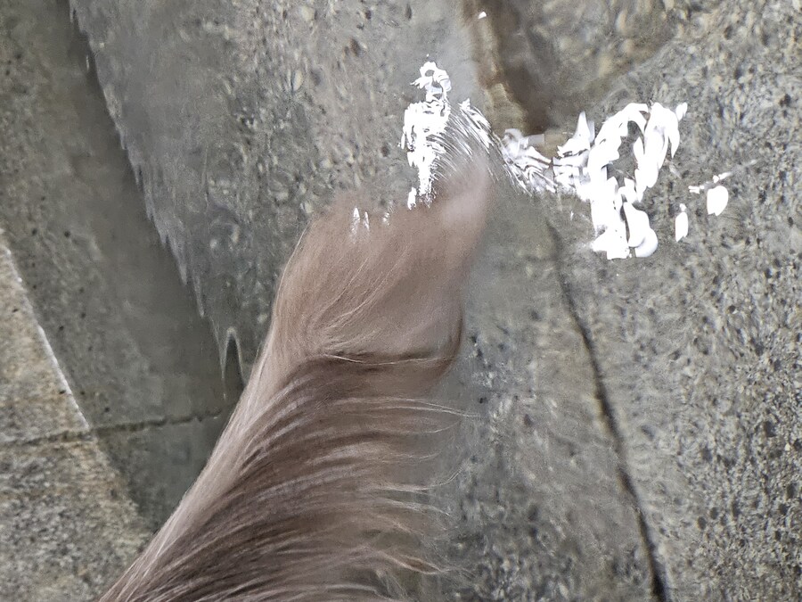 이고양이는 꼬리를물에담그는걸좋아하는듯_2.jpg