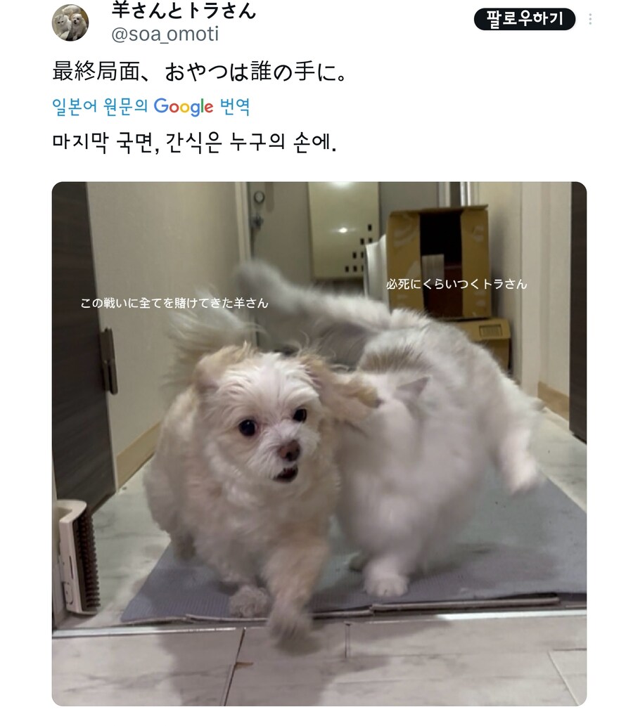 간식시간마다 재밌는 사진이 찍히는 멍냥이.jpg_1.jpg