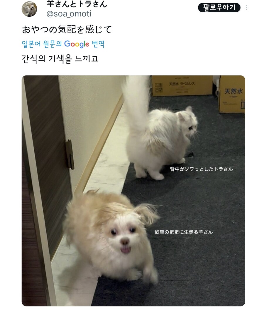간식시간마다 재밌는 사진이 찍히는 멍냥이.jpg_2.jpg