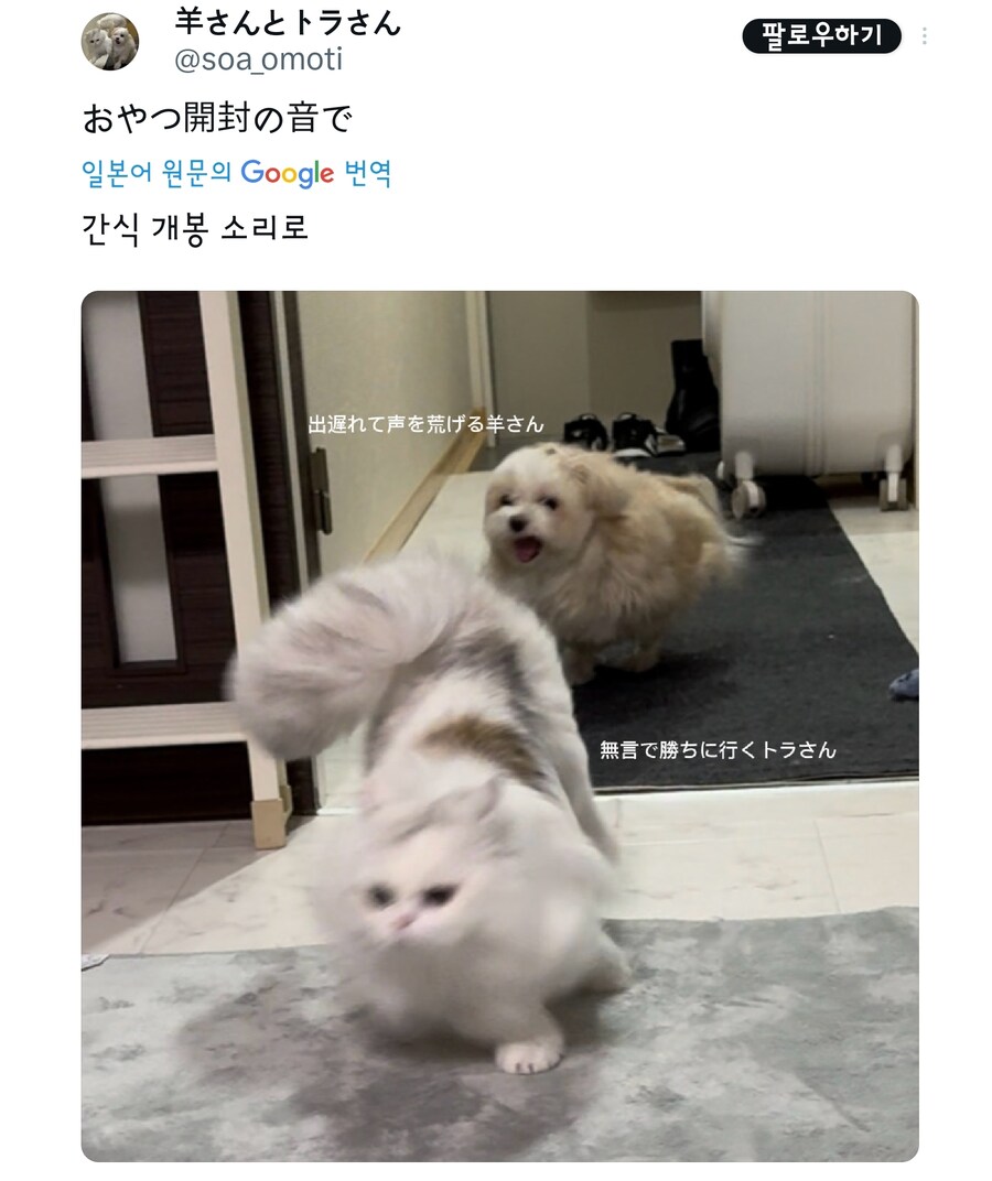 간식시간마다 재밌는 사진이 찍히는 멍냥이.jpg_3.jpg
