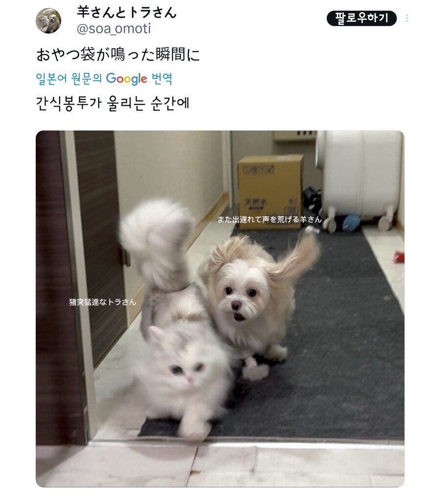 간식시간마다 재밌는 사진이 찍히는 멍냥이.jpg_4.jpg