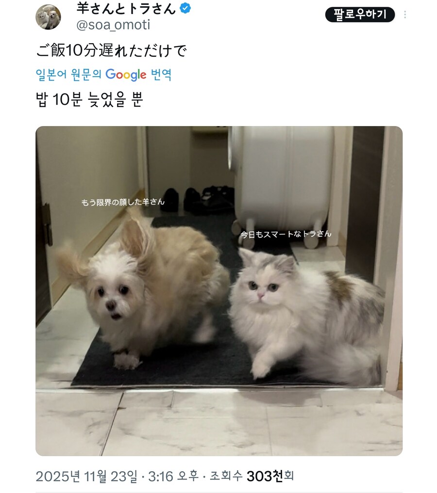 간식시간마다 재밌는 사진이 찍히는 멍냥이.jpg_6.jpg