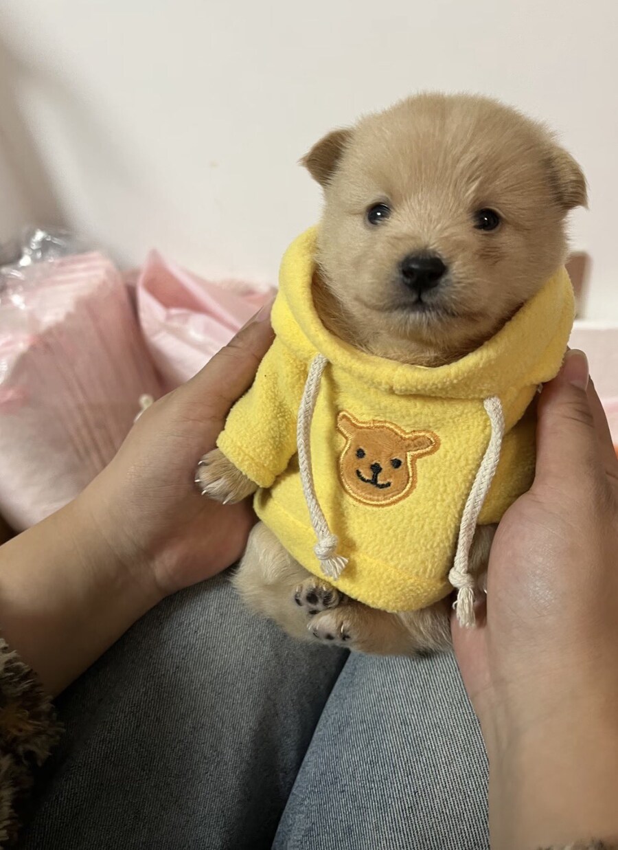 강아지 귀찮게 옷은 왜 입히냐.jpg_1.jpg