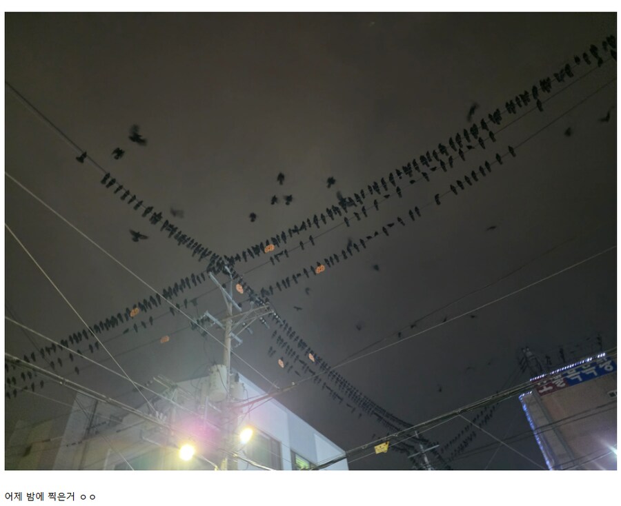 까마귀를 총으로 쏴 죽이고 싶다는 사람.JPG_2.png